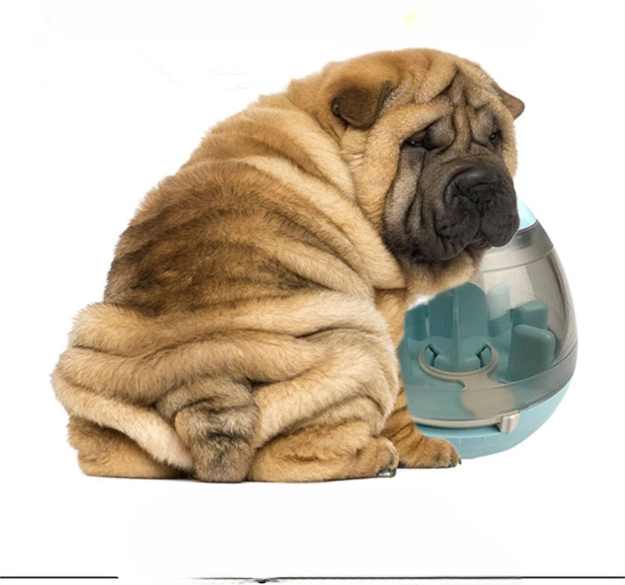 Distributeur de Croquettes pour Chien - FeedMaze™ - Bleu - Gamelle et Cie pour Chien