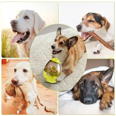 Distributeur de Croquettes pour Chien - FeedMaze™ - Vert - Gamelle et Cie pour Chien