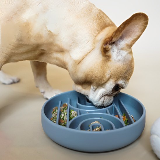 Gamelle anti glouton chien | Digestive Plus - Gamelle et Cie pour Chien