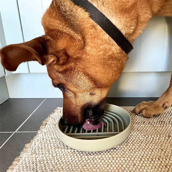 Gamelle anti glouton chien | Digestive Plus - Gamelle et Cie pour Chien