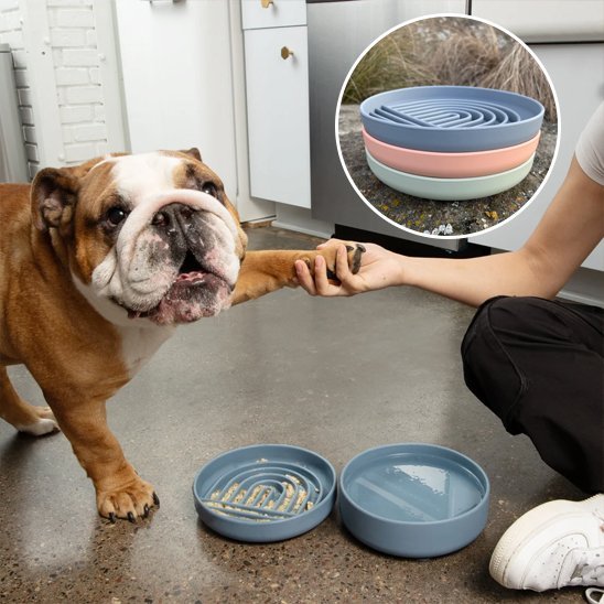 Gamelle anti glouton chien | Digestive Plus - Gamelle et Cie pour Chien