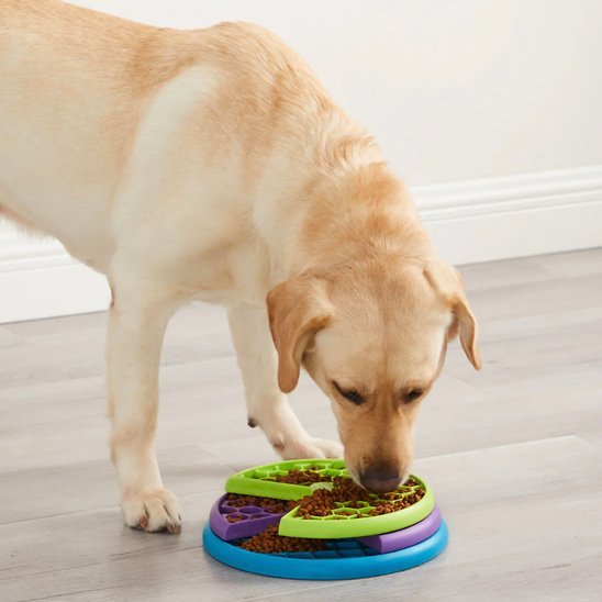 Gamelle anti glouton chien | Digestivet - Gamelle et Cie pour Chien