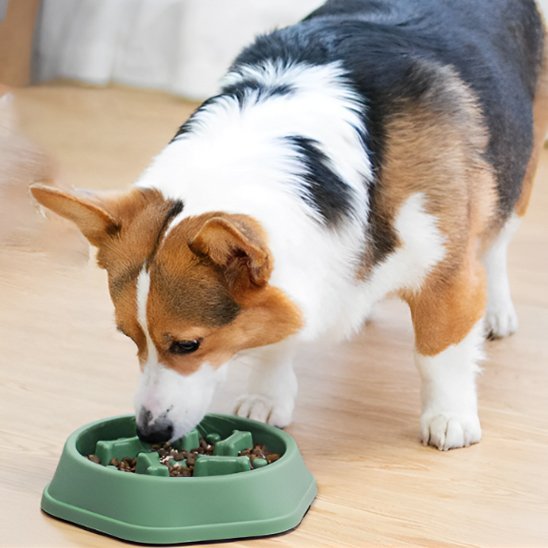 Gamelle anti glouton chien | SlowBowl - Gamelle et Cie pour Chien