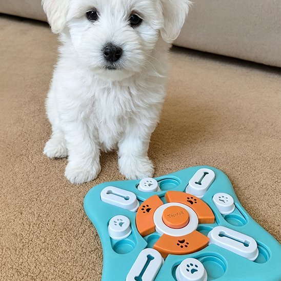 Gamelle anti glouton chien | StarSlowEat - Gamelle et Cie pour Chien