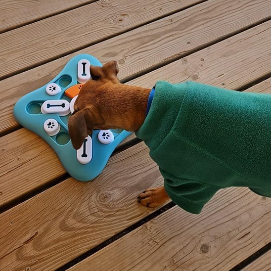 Gamelle anti glouton chien | StarSlowEat - Gamelle et Cie pour Chien