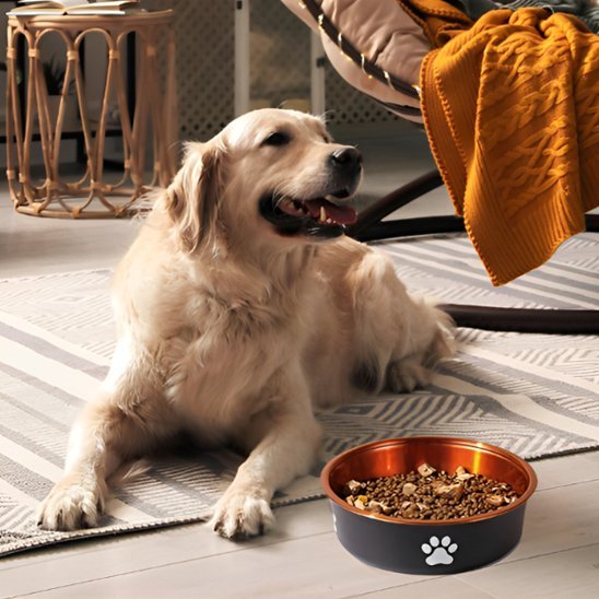 Gamelle chien | Anti - renversement Élégante - Gamelle et Cie pour Chien