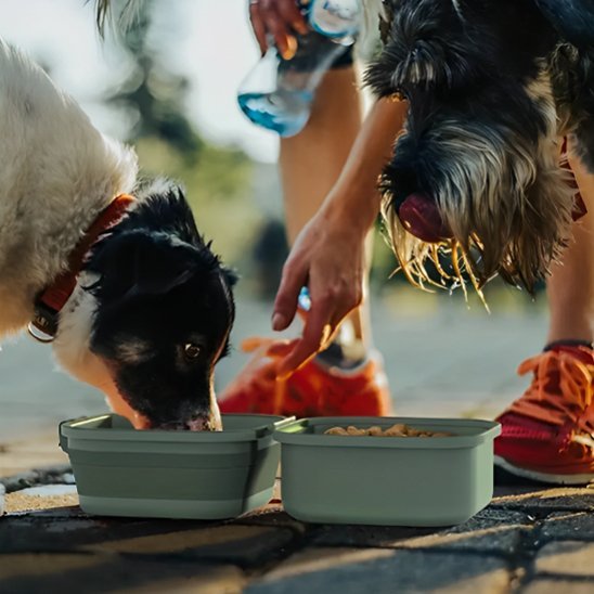 Gamelle chien | Portable Double Compartiment - Gamelle et Cie pour Chien