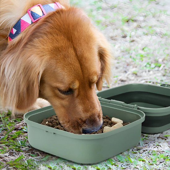Gamelle chien | Portable Double Compartiment - Gamelle et Cie pour Chien