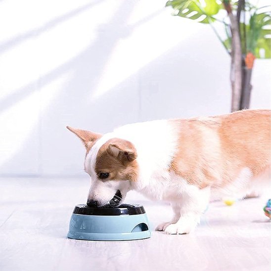 Gamelle chien | Voyage Confort - Gamelle et Cie pour Chien