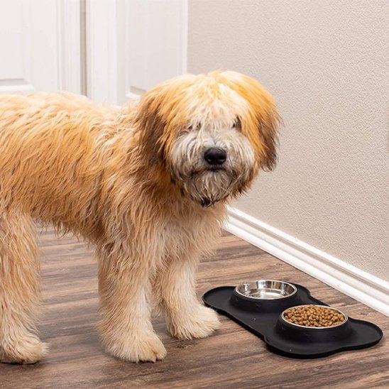 Goldendoodle devant des croquettes dans sa gamelle pour chien anti-débordement