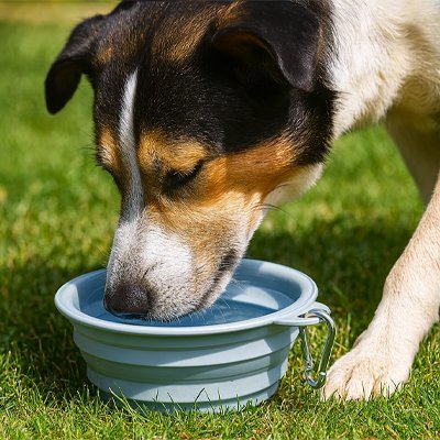 Chien buvant dans une gamelle pour chien pliable en silicone bleue