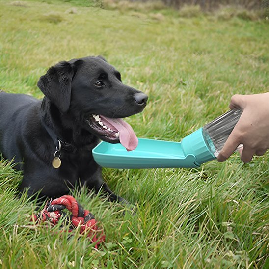 Gourde chien | 2 - en - 1 avec abreuvoir intégré - Gamelle et Cie pour Chien