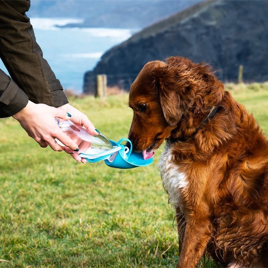 Gourde chien | Portable 2 - en - 1 - Gamelle et Cie pour Chien