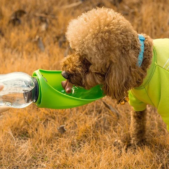 Gourde chien | Portable 2 - en - 1 - Gamelle et Cie pour Chien