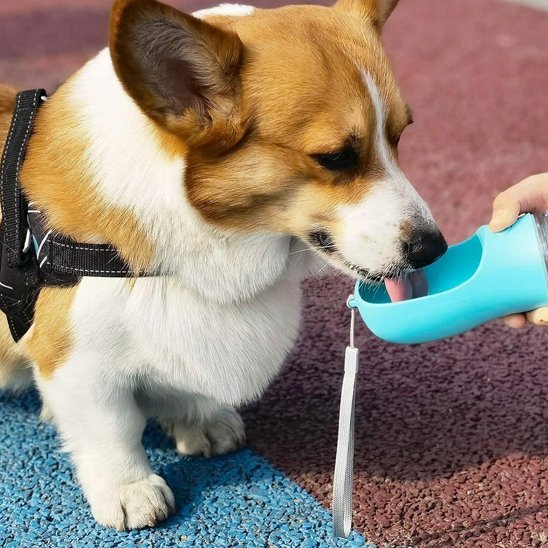 Gourde pour chien | DuoTravel - Gamelle et Cie pour Chien