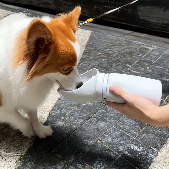 Gourde chien | Portable 2-en-1