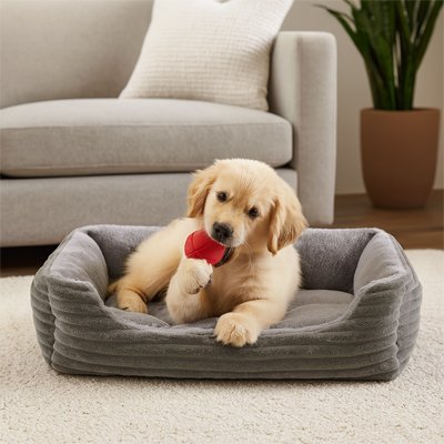 Petit chien dans Coussin Chien gris - Orthopédique Premium - Gamelle et Cie pour Chien