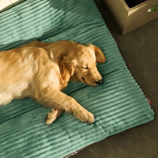 Chien dort sur Coussin chien vert - Ultra - confortable - Gamelle et Cie pour Chien