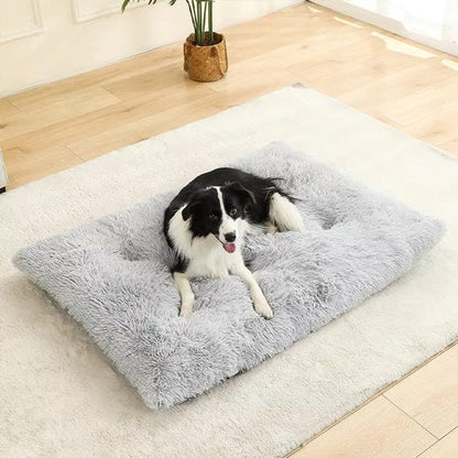 Chien allongé sur Coussin pour chien orthopédique gris - DogComfort - Gamelle et Cie pour Chien
