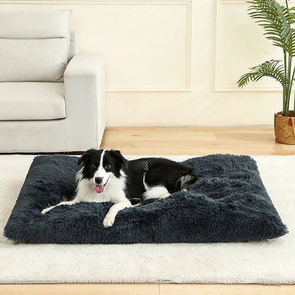 Chien dors sur Coussin pour chien orthopédique gris foncé - DogComfort - Gamelle et Cie pour Chien