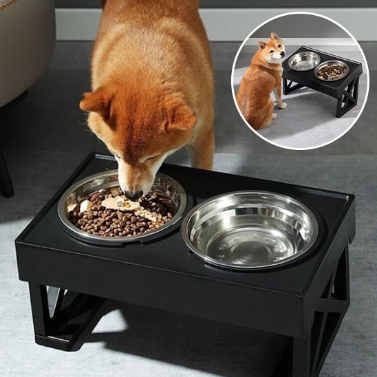 Chien en train de manger dans sa Gamelle chien Surélevée dans salon.