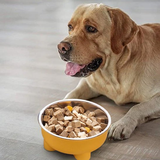 Gamelle chien en Acier Inox jaune rempli de croquettes devant un chien