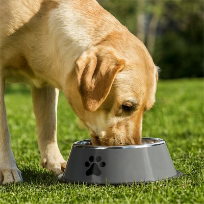 Chien en train de manger dans une gamelle chien anti-dérapante Inox grise.