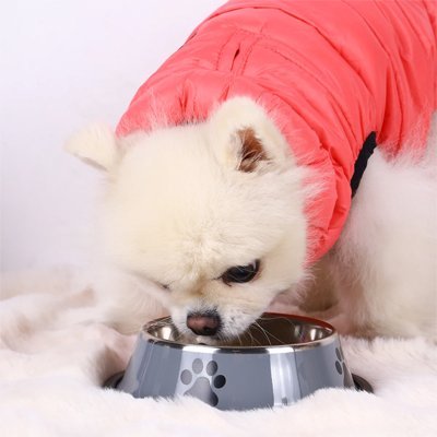 Chien en train de manger dans une Gamelle Chien Anti-dérapante Inox grise.