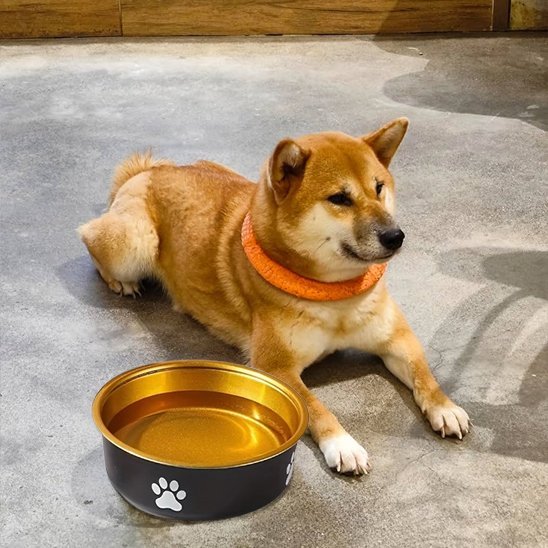Chien devant une Gamelle chien Anti - renversement Élégante remplie d'eau.