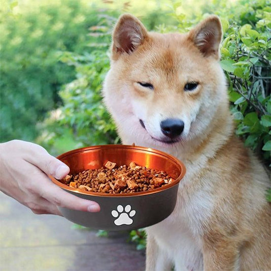 Propriétaire nourrissant son chien dans une Gamelle chien Anti - renversement Élégante.