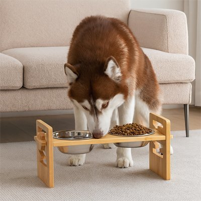 Chien dans salon en train de manger dans Gamelle chien surélevée Bambou double bols inox.