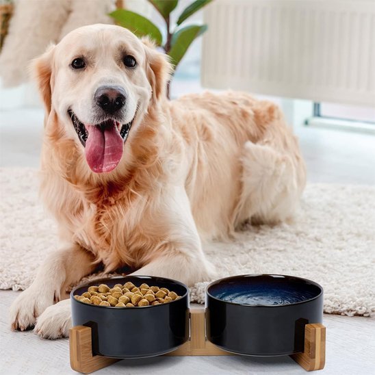 Gamelle chien surélevée | Design Digest - Gamelle et Cie pour Chien