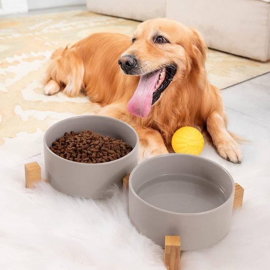 Chien devant Gamelle chien surélevée avec deux bols gris remplient de croquettes et d'eau.