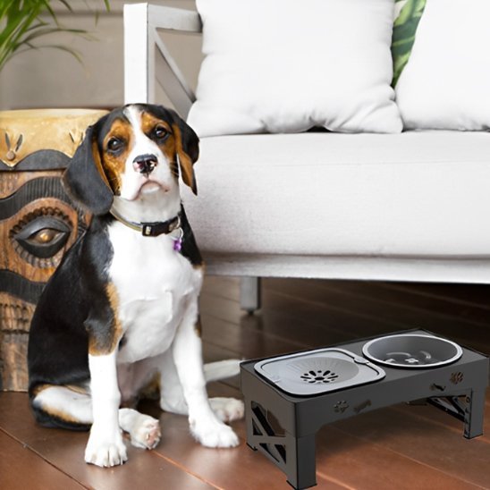 Chien assis devant une gamelle chien surélevée ergonomique noir