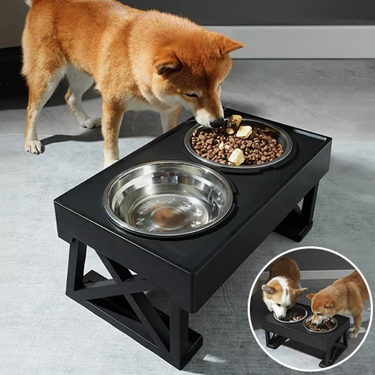 Chien en train de manger dans sa Gamelle chien Surélevée dans salon.