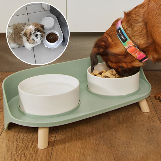 Chien en train de s'alimenter dans Gamelle chien surélevée VétéConfort double couleur verte.
