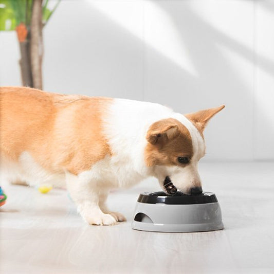 Chien entrain de manger dans sa Gamelle chien Voyage Confort.