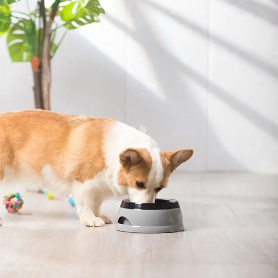 Chien en train de manger dans une Gamelle chien Voyage Confort grise