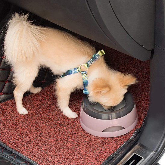 Chien en train de manger dans une gamelle chien Voyage rose dans auto
