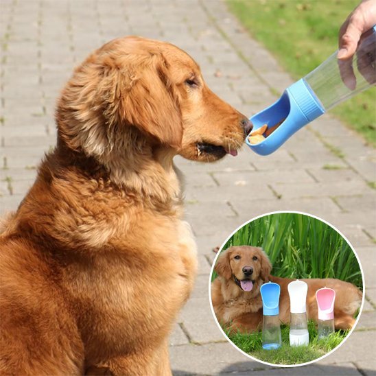 Chien mange dans Gourde chien bleue - Nomad - Gamelle et Cie pour Chien