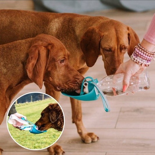 Gourde chien | Portable 2 - en - 1 - Gamelle et Cie pour Chien