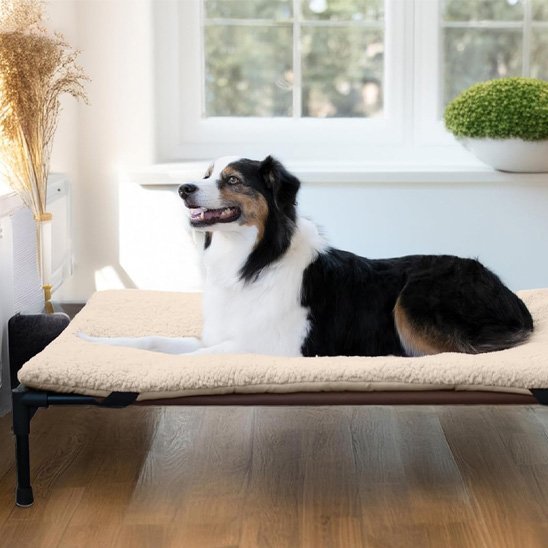 Chien couché sur Lit pour chien blanc surélevé - Respirant - Gamelle et Cie pour chien