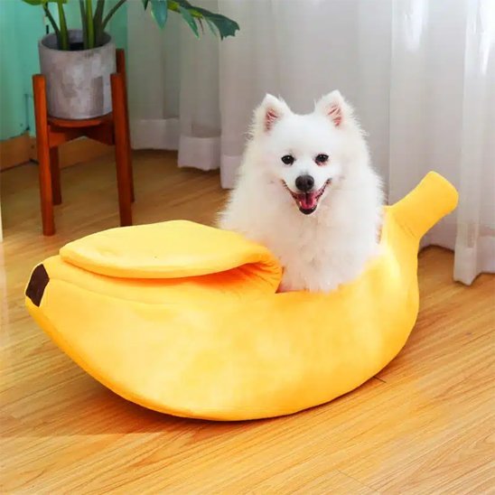 Chien assis dans Panier chien jaune - Confort Élégant - Gamelle et Cie pour Chien