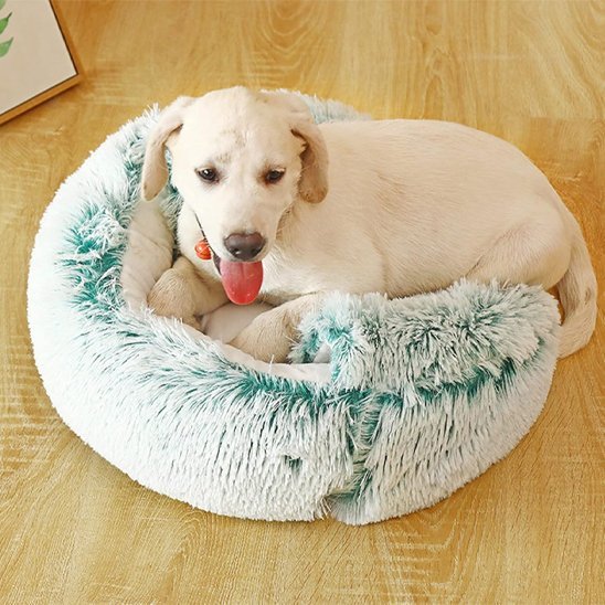 Chien blanc dans Panier chien vert - Douceur Design - Gamelle et Cie pour Chien